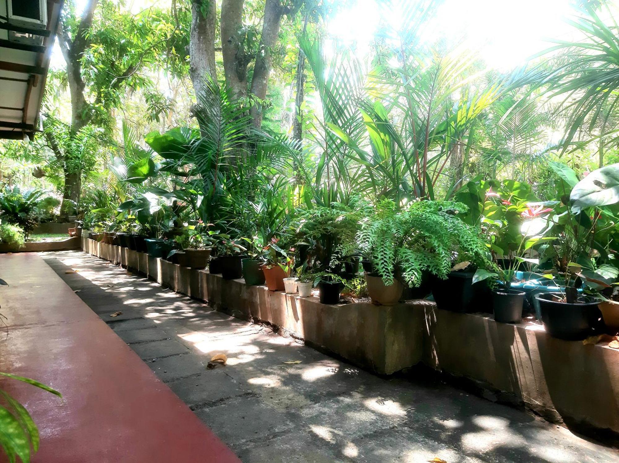 Palitha Homestay Sigiriya Eksteriør bilde