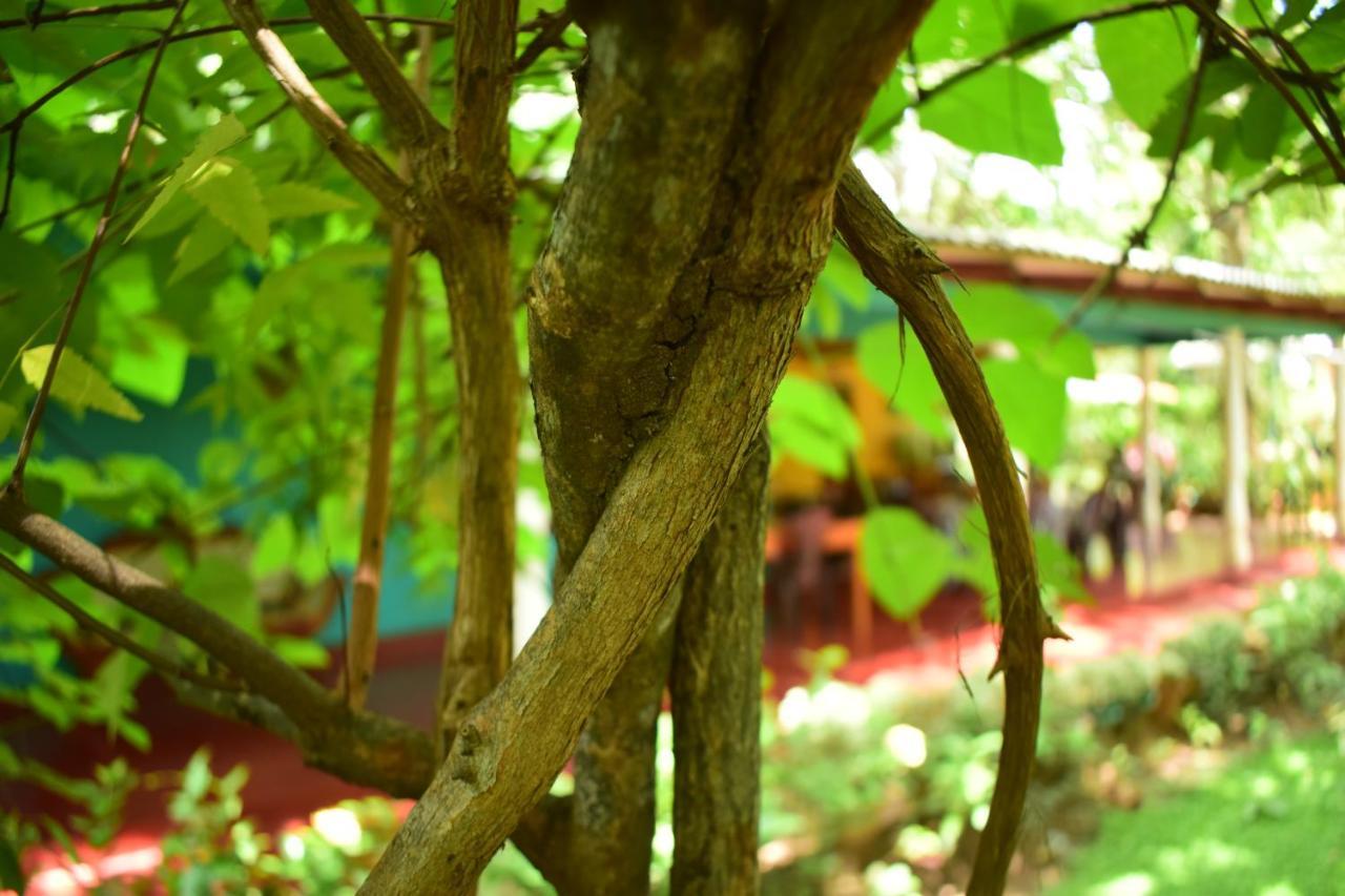 Palitha Homestay Sigiriya Eksteriør bilde